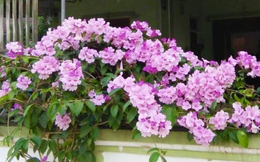 Có nên trồng hoa lan tỏi trước nhà?
