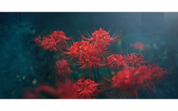 Không chỉ tạo viral khắp cõi mạng, đến Highlands Coffee cũng phải bắt trend hoa bỉ ngạn: Ý nghĩa thực sự của loài hoa "xứ giả địa ngục", nghe xong chưa chắc đã dám dùng