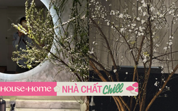 Tình hình tuyết mai chơi Tết nhà mỹ nhân Việt: Bình đã ra hoa trắng toát, bình mới chỉ chớm hé nụ