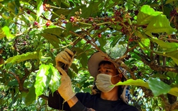 Giá cà phê lên xuống thất thường làm khó người trồng và kinh doanh ở Đắk Lắk
