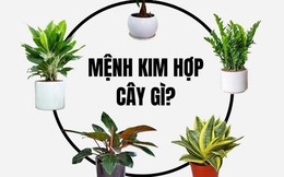 Mệnh Kim Nên Trồng Cây Gì Trước Nhà Để Đón Tài Lộc?