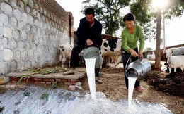 Ngành sữa Trung Quốc lao đao: Nông dân đổ bỏ sản phẩm, giá sữa rớt thê thảm, phần lớn trang trại thua lỗ