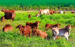 34.300 nhân sự đang làm cho Thaco Agri, tham vọng trên thị trường nông nghiệp của Thaco khủng cỡ nào?