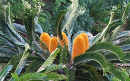 Báu vật mồ côi: Thế gian có đúng một cây, là vua của loài Tuế, đại gia chi 'núi tiền' cũng không mua nổi