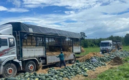 Dưa hấu mất mùa, mất giá khiến nhiều nông dân trắng tay