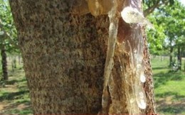 Loại nhựa cây ăn như tổ yến, là 'thần dược' cho sức khỏe và sắc đẹp