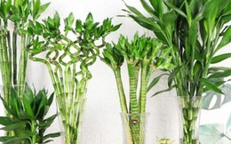 Đặt cây phát tài phát lộc trên bàn thờ, nên để mấy cây?