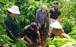 Việt Nam có mô hình độc đáo giúp đất hồi sinh, nông dân thu tiền tỷ từ giống cây "tốt nhất thế giới"