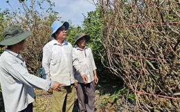 Những tỉ phú nông dân ở làng mai Bình Lợi