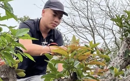 Hốt bạc với nghề tạo dáng cây cảnh bonsai