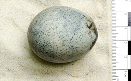 Cận cảnh quả trứng vẫn nguyên lòng đỏ, lòng trắng sau 1.700 năm, có thể tiết lộ bí mật về loài chim xuất hiện gần hai thiên niên kỷ trước