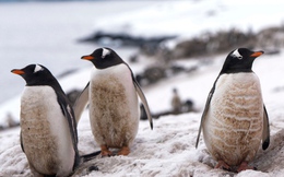 Cúm gia cầm độc lực cao lần đầu tiên xuất hiện tại lục địa Nam Cực