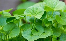 1 loại rau xanh người Ấn Độ coi là “thuốc bổ”, ở Việt Nam mọc đầy vườn: Là “insulin tự nhiên” giúp hạ đường huyết, lưu thông máu