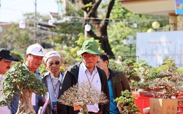 Dàn bonsai độc lạ, giá lên đến 500 triệu đồng ở Quảng Ngãi