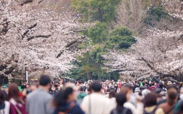 Lạm phát và hoa anh đào: Những tác động khiến việc ngắm quốc hoa của nước Nhật đang thay đổi, người dân “tính nhẩm” từng đồng