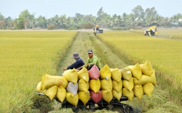 Lúa gạo Việt Nam tiến tới xuất khẩu “được giá, được lượng”