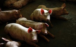 Nghe lời tác giả ‘Cha giàu, cha nghèo’, một luật sư bỏ nghề về chăn lợn kiếm 50 nghìn tỷ đồng mỗi năm, vực dậy nghề nuôi heo gia truyền suốt 6 đời