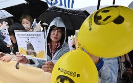 Dòng người Hàn Quốc đội mưa khóc nức nở chia tay gấu trúc Fubao