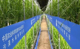 Trung Quốc phát triển giống lúa nhanh trong nhà kính trên sa mạc Tân Cương