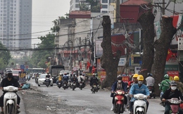 Loạt cây xà cừ đường kính lớn bị cắt ngọn trơ trụi để phục vụ mở đường