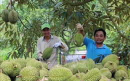 Nắng nóng gay gắt, sầu riêng mất mùa đẩy giá tăng cao