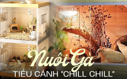 Giống gà nhỏ nhất thế giới đang gây sốt: Không cần về quê vẫn có thể "vui thú điền viên" ngay tại nhà!