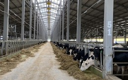 6.000 con bò sữa của Tập đoàn TH và cơ hội của các doanh nghiệp Việt tại quốc gia có diện tích lớn nhất thế giới
