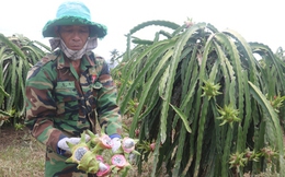 Nông dân trồng thanh long mất trắng sau trận ngập lịch sử: Chưa rõ nguyên nhân!