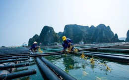 'Kho báu dưới biển' được 170 nước ưa chuộng đem về cho Việt Nam bao nhiều tiền từ đầu năm?