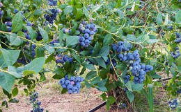 Loại quả được mệnh danh 'siêu thực phẩm' từ Ba Lan được nhập khẩu vào Việt Nam, mức giá 1 – 1,5 triệu/kg