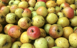 Loại quả xưa rụng đầy gốc không ai nhặt, nay được săn lùng, 60k/kg nhưng cực khó mua