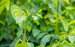 Loại rau từng để làm hàng rào, nay thành “cây tiền tỷ”, thị trường luôn “cháy hàng”