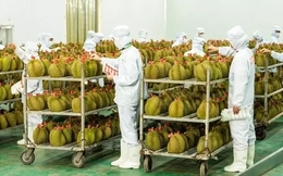 Cục Trồng trọt lên tiếng việc 'tắc' gần 2.000 container sầu riêng