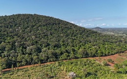 Phát hiện kho báu đất hiếm trị giá 62,4 tỷ USD nằm la liệt dưới cánh rừng 157 hecta, Mỹ và Trung Quốc đồng loạt lên dây cót, chạy đua giành phần thắng