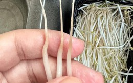 4 loại rau ở chợ thường bị “tắm thuốc” cho đẹp mắt, người bán không dám ăn, nhiều người lại thích mua