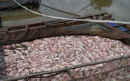 Hình ảnh cá diêu hồng chết trắng trong bè trước ngày xuất bán ở Cần Thơ