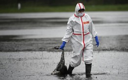 Thế giới có thể đối mặt 1 đại dịch mới từ chủng gia cầm bị bỏ qua này