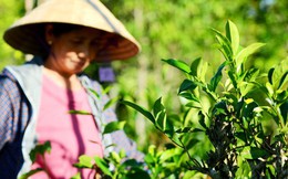 Loại lá dân dã người Việt dùng hàng ngày, từng ví như "vàng xanh" được Trung Quốc thu mua hàng nghìn tấn