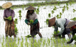 Buồn của các quốc gia xuất khẩu gạo châu Á: Ông trùm nhập khẩu lớn thứ 3 thế giới sắp dư thừa đến 4 triệu tấn gạo, nối gót Philippines tiếp tục ngừng nhập khẩu