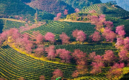 Thành viên Ecopark làm Khu đô thị sinh thái 2.400 tỷ đồng ở Sa Pa