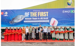 Đơn hàng 700 tấn cá rô phi Việt Nam lần đầu vào Brazil: Ai đứng sau?