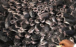 Cả thế giới tranh nuôi nhưng chỉ Việt Nam tạo nên ngành công nghiệp tỷ đô từ 'mỏ vàng' này - chiếm 90% thị phần toàn cầu, Trung Quốc cực ưa chuộng