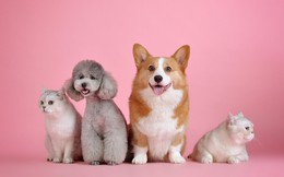 Thị trường thú cưng bùng nổ ở Trung Quốc với 42 tỷ USD chi tiêu mỗi năm, số vật nuôi sẽ nhiều gấp đôi trẻ nhỏ năm 2030