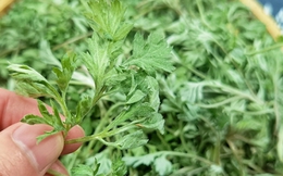 3 món ngon từ loại rau giúp phụ nữ trẻ mãi không già