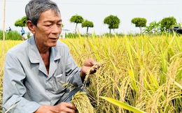 Việt Nam nhập 3,8 triệu tấn gạo từ Campuchia năm 2024