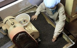 Một loại "vàng đen' của nông sản Việt đang được nước giàu nhất châu Âu săn lùng, chi tới gần 50 triệu USD để nhập khẩu trong 4 tháng qua