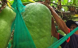 Độc lạ Bình Định: Làng trồng bí đao khổng lồ, quả nặng hơn 60kg