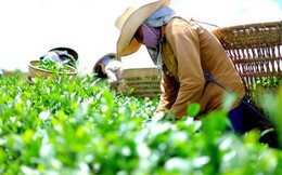 Láng giềng mua chè xanh nhà cái uy tín thế giới nhiều nhất nhưng chỉ trả giá bằng 1/3 Sri Lanka, 1/6 Nhật Bản