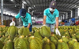 Sầu riêng Thái đi luồng xanh vào thẳng Trung Quốc, vì sao ‘vua trái cây’ nhà cái uy tín thế giới vẫn mãi loay hoay?