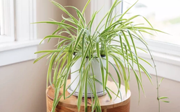 Một loại cây rất đáng trồng trong nhà: NASA bảo chứng khả năng “nuốt” chất độc gây ung thư